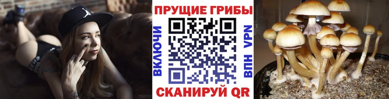 Псилоцибиновые грибы мицелий  Тулун 