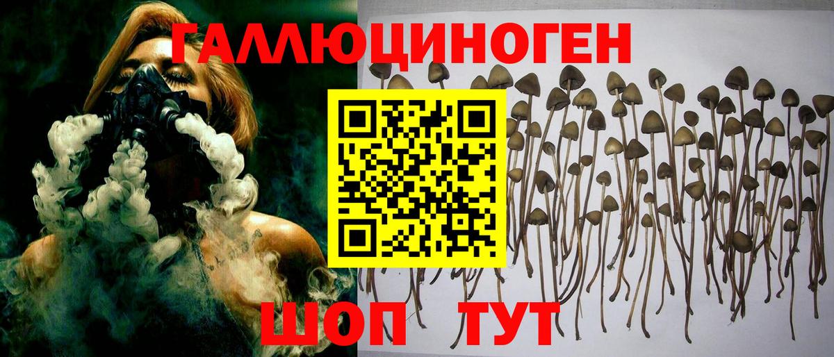 купить наркотики сайты  Галлюциногенные грибы Psilocybe  Вход с VPN  Тулун 